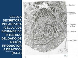 CELULA
SECRETORA
POLARIZADA
(CÉLULA DE
BRUNNER DE
INTESTINO
DELGADO DE
RATÓN,
PRODUCTOR
A DE MOCO)
(M.E.T)
USMP-FMH-BCMH. LEZAMA 2015-II 19
 
