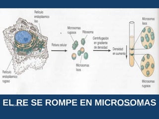 EL RE SE ROMPE EN MICROSOMASUSMP-FMH-BCMH. LEZAMA 2015-II 20
 