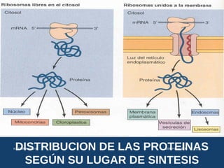 DISTRIBUCION DE LAS PROTEINAS
SEGÚN SU LUGAR DE SINTESIS
USMP-FMH-BCMH. LEZAMA 2015-II 22
 