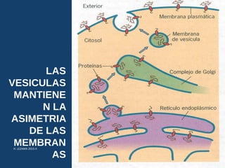 LAS
VESICULAS
MANTIENE
N LA
ASIMETRIA
DE LAS
MEMBRAN
AS
USMP-FMH-BCMH. LEZAMA 2015-II 23
 