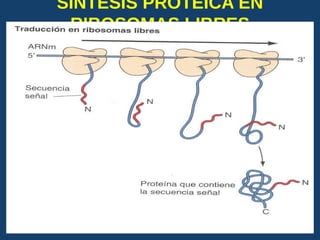 SINTESIS PROTEICA EN
RIBOSOMAS LIBRES
USMP-FMH-BCMH. LEZAMA 2015-II 24
 