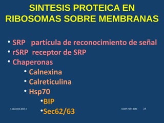 SINTESIS PROTEICA EN
RIBOSOMAS SOBRE MEMBRANAS
• SRP partícula de reconocimiento de señal
• rSRP receptor de SRP
• Chaperonas
• Calnexina
• Calreticulina
• Hsp70
•BIP
•Sec62/63
USMP-FMH-BCMH. LEZAMA 2015-II 25
 