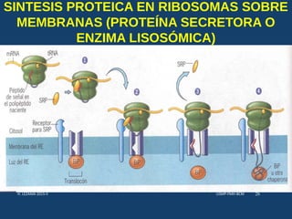 SINTESIS PROTEICA EN RIBOSOMAS SOBRE
MEMBRANAS (PROTEÍNA SECRETORA O
ENZIMA LISOSÓMICA)
USMP-FMH-BCMH. LEZAMA 2015-II 26
 