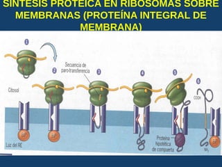 SINTESIS PROTEICA EN RIBOSOMAS SOBRE
MEMBRANAS (PROTEÍNA INTEGRAL DE
MEMBRANA)
USMP-FMH-BCMH. LEZAMA 2015-II 27
 