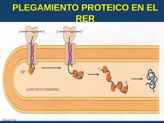 PLEGAMIENTO PROTEICO EN EL
RER
USMP-FMH-BCMH. LEZAMA 2015-II 29
 
