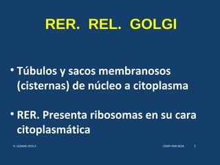 RER. REL. GOLGI
• Túbulos y sacos membranosos
(cisternas) de núcleo a citoplasma
• RER. Presenta ribosomas en su cara
citoplasmática
USMP-FMH-BCMH. LEZAMA 2015-II 3
 