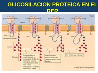 GLICOSILACION PROTEICA EN EL
RER
USMP-FMH-BCMH. LEZAMA 2015-II 31
 