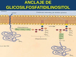 ANCLAJE DE
GLICOSILFOSFATIDILINOSITOL
(GFI)
USMP-FMH-BCMH. LEZAMA 2015-II 32
 