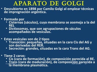 APARATO DE GOLGI
• Descubierto en 1898 por Camilo Golgi al emplear técnicas
de impregnación argéntica.
• Formado por
• Cisternas (sáculos), cuya membrana se asemeja a la del
REL
• Dictiosomas, que son agrupaciones de sáculos
acompañados de vesículas.
• Estas vesículas son de 2 tipos
• Transición: pequeñas, situadas en la cara Cis del AG y
son derivadas del RER.
• Secreción: grandes, situadas en la cara Trans del AG.
• Tiene 2 caras:
• Cis (cara de formación), de composición parecida al RE.
• Trans (cara de maduración), de composición parecida a
la membrana plasmática.
USMP-FMH-BCMH. LEZAMA 2015-II 35
 