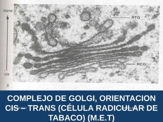 COMPLEJO DE GOLGI, ORIENTACION
CIS – TRANS (CÉLULA RADICULAR DE
TABACO) (M.E.T)
USMP-FMH-BCMH. LEZAMA 2015-II 37
 