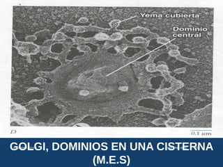 GOLGI, DOMINIOS EN UNA CISTERNA
(M.E.S)
USMP-FMH-BCMH. LEZAMA 2015-II 39
 