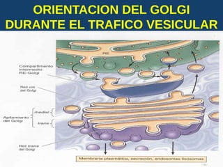 ORIENTACION DEL GOLGI
DURANTE EL TRAFICO VESICULAR
USMP-FMH-BCMH. LEZAMA 2015-II 40
 