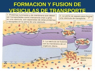 FORMACION Y FUSION DE
VESICULAS DE TRANSPORTE
USMP-FMH-BCMH. LEZAMA 2015-II 41
 