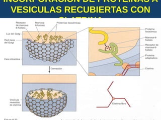 INCORPORACION DE PROTEINAS A
VESICULAS RECUBIERTAS CON
CLATRINA
USMP-FMH-BCMH. LEZAMA 2015-II 42
 