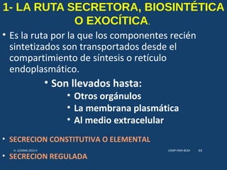 1- LA RUTA SECRETORA, BIOSINTÉTICA
O EXOCÍTICA.
• Es la ruta por la que los componentes recién
sintetizados son transportados desde el
compartimiento de síntesis o retículo
endoplasmático.
USMP-FMH-BCMH. LEZAMA 2015-II 44
• Son llevados hasta:
• Otros orgánulos
• La membrana plasmática
• Al medio extracelular
• SECRECION CONSTITUTIVA O ELEMENTAL
• SECRECION REGULADA
 