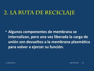 2. LA RUTA DE RECICLAJE
• Algunos componentes de membrana se
internalizan, pero una vez liberada la carga de
unión son devueltos a la membrana plasmática
para volver a ejercer su función.
USMP-FMH-BCMH. LEZAMA 2015-II 48
 