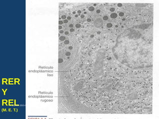 RER
Y
REL
(M. E. T.)
USMP-FMH-BCMH. LEZAMA 2015-II 5
 