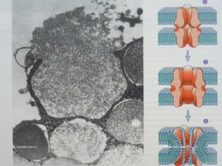 USMP-FMH-BCMH. LEZAMA 2015-II 52
 