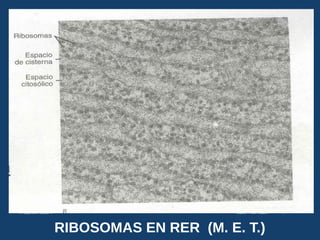 RIBOSOMAS EN RER (M. E. T.)
USMP-FMH-BCMH. LEZAMA 2015-II 7
 