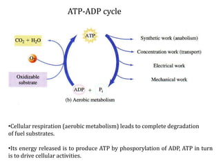 BCM 201_Energetics of life and the functioning of living organisms | PPTX