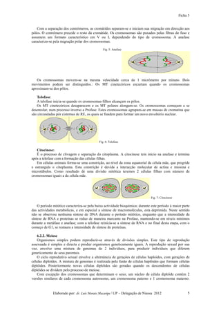 Ficha 5


   Com a separação dos centrómeros, as cromátides separam-se e iniciam sua migração em direcção aos
pólos. O centrómero precede o resto da cromátide. Os cromossomas são puxados pelas fibras do fuso e
assumem um formato característico em V ou L dependendo do tipo de cromossoma. A anafase
caracteriza-se pela migração polar dos cromossomas.

                                                Fig. 5: Anafase




   Os cromossomas movem-se na mesma velocidade cerca de 1 micrómetro por minuto. Dois
movimentos podem ser distinguidos.: Os MT cinetecóricos encurtam quando os cromossomas
aproximam-se dos pólos.

   Telofase:
   A telofase inicia-se quando os cromosomas-filhos alcançam os pólos.
   Os MT cinetecóricos desaparecem e os MT polares alongam-se. Os cromossomas começam a se
desenrolar, num processo inverso a Profase. Estes cromossomas agrupam-se em massas de cromatina que
são circundadas pôr cisternas de RE, os quais se fundem para formar um novo envoltório nuclear.




                                             Fig. 6: Telofase

   Citocinese:
   Ë o processo de clivagem e separação do citoplasma. A citocinese tem início na anafase e termina
após a telofase com a formação das células filhas.
   Em células animais forma-se uma constrição, ao nível da zona equatorial da célula mãe, que progride
e estrangula o citoplasma. Esta constrição é devida a interacção molecular de actina e miosina e
microtúbulos. Como resultado de uma divisão mitótica teremos 2 células filhas com número de
cromossomas iguais a da célula mãe.




                                                                                Fig. 7: Citocinese

    O período mitótico caracteriza-se pela baixa actividade bioquímica; durante este período á maior parte
das actividades metabólicas, e em especial a síntese de macromoléculas, esta deprimida. Neste sentido
não se observou nenhuma síntese de DNA durante o período mitótico, enquanto que a intensidade da
síntese de RNA e proteínas se reduz de maneira marcante na Profase, mantendo-se em níveis mínimos
durante a metáfase e anafase; com a telofase reinicia-se a síntese de RNA e no final desta etapa, com o
começo de G1, se restaura a intensidade de síntese de proteínas.

    6.2.2. Meiose
    Organismos simples podem reproduzir-se através de divisões simples. Este tipo de reprodução
assexuada é simples e directa e produz organismos geneticamente iguais. A reprodução sexual por sua
vez, envolve uma mistura de genomas de 2 indivíduos, para produzir indivíduos que diferem
geneticamente de seus parentais.
    O ciclo reprodutivo sexual envolve a alternância de gerações de células haplóides, com gerações de
células diplóides. A mistura de genomas é realizada pela fusão de células haplóides que formam células
diplóides. Posteriormente novas células diplóides são geradas quando os descendentes de células
diplóides se dividem pelo processo de meiose.
    Com excepção dos cromossomas que determinam o sexo, um núcleo de célula diplóide contém 2
versões similares de cada cromossoma autossomo, um cromossoma paterno e 1 cromossoma materno.


              Elaborado por: dr. Luís Morais Macaripe / UP – Delegação de Niassa 2012                     5
 