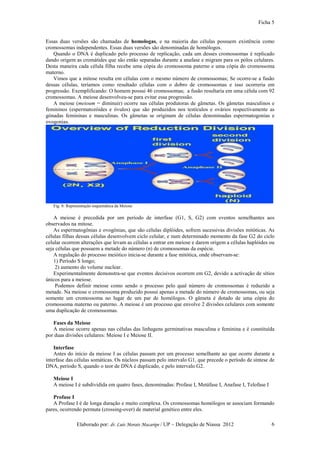 Ficha 5


Essas duas versões são chamadas de homologas, e na maioria das células possuem existência como
cromossomas independentes. Essas duas versões são denominadas de homólogos.
   Quando o DNA é duplicado pelo processo de replicação, cada um desses cromossomas é replicado
dando origem as cromátides que são então separadas durante a anafase e migram para os pólos celulares.
Desta maneira cada célula filha recebe uma cópia do cromossoma paterno e uma cópia do cromossoma
materno.
   Vimos que a mitose resulta em células com o mesmo número de cromossomas; Se ocorre-se a fusão
dessas células, teríamos como resultado células com o dobro de cromossomas e isso ocorreria em
progressão. Exemplificando: O homem possui 46 cromossomas; a fusão resultaria em uma célula com 92
cromossomas. A meiose desenvolveu-se para evitar essa progressão.
   A meiose (meioum = diminuir) ocorre nas células produtoras de gâmetas. Os gâmetas masculinos e
femininos (espermatozóides e óvulos) que são produzidos nos testículos e ovários respectivamente as
gónadas femininas e masculinas. Os gâmetas se originam de células denominadas espermatogonias e
ovogonias.




   Fig. 8: Representação esquemática da Meiose

    A meiose é precedida por um período de interfase (G1, S, G2) com eventos semelhantes aos
observados na mitose.
    As espermatogônias e ovogônias, que são células diplóides, sofrem sucessivas divisões mitóticas. As
células filhas dessas células desenvolvem ciclo celular, e num determinado momento da fase G2 do ciclo
celular ocorrem alterações que levam as células a entrar em meiose e darem origem a células haplóides ou
seja células que possuem a metade do número (n) de cromossomas da espécie.
    A regulação do processo meiótico inicia-se durante a fase mitótica, onde observam-se:
    1) Período S longo;
     2) aumento do volume nuclear.
    Experimentalmente demonstra-se que eventos decisivos ocorrem em G2, devido a activação de sítios
únicos para a meiose.
     Podemos definir meiose como sendo o processo pelo qual número de cromossomas é reduzido a
metade. Na meiose o cromossoma produzido possui apenas a metade do número de cromossomas, ou seja
somente um cromossoma no lugar de um par de homólogos. O gâmeta é dotado de uma cópia do
cromossoma materno ou paterno. A meiose é um processo que envolve 2 divisões celulares com somente
uma duplicação de cromossomas.

   Fases da Meiose
   A meiose ocorre apenas nas células das linhagens germinativas masculina e feminina e é constituída
por duas divisões celulares: Meiose I e Meiose II.

    Interfase
    Antes do início da meiose I as células passam por um processo semelhante ao que ocorre durante a
interfase das células somáticas. Os núcleos passam pelo intervalo G1, que precede o período de síntese de
DNA, período S, quando o teor de DNA é duplicado, e pelo intervalo G2.

   Meiose I
   A meiose I é subdividida em quatro fases, denominadas: Profase I, Metáfase I, Anafase I, Telofase I

   Profase I
   A Profase I é de longa duração e muito complexa. Os cromossomas homólogos se associam formando
pares, ocorrendo permuta (crossing-over) de material genético entre eles.

               Elaborado por: dr. Luís Morais Macaripe / UP – Delegação de Niassa 2012                   6
 