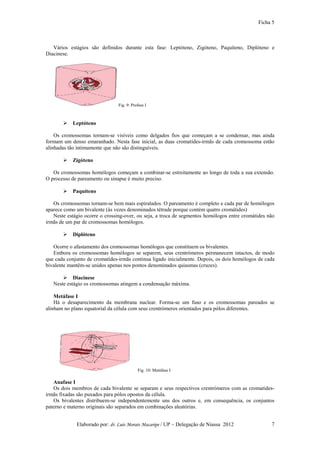 Ficha 5



   Vários estágios são definidos durante esta fase: Leptóteno, Zigóteno, Paquíteno, Diplóteno e
Diacinese.




                                Fig. 9: Profase I



           Leptóteno

    Os cromossomas tornam-se visíveis como delgados fios que começam a se condensar, mas ainda
formam um denso emaranhado. Nesta fase inicial, as duas cromatídes-irmãs de cada cromossoma estão
alinhadas tão intimamente que não são distinguíveis.

           Zigóteno

   Os cromossomas homólogos começam a combinar-se estreitamente ao longo de toda a sua extensão.
O processo de pareamento ou sinapse é muito preciso.

           Paquíteno

   Os cromossomas tornam-se bem mais espiralados. O pareamento é completo e cada par de homólogos
aparece como um bivalente (às vezes denominados tétrade porque contém quatro cromátides)
   Neste estágio ocorre o crossing-over, ou seja, a troca de segmentos homólogos entre cromátides não
irmãs de um par de cromossomas homólogos.

           Diplóteno

   Ocorre o afastamento dos cromossomas homólogos que constituem os bivalentes.
   Embora os cromossomas homólogos se separem, seus crentrómeros permanecem intactos, de modo
que cada conjunto de cromatídes-irmãs continua ligado inicialmente. Depois, os dois homólogos de cada
bivalente mantêm-se unidos apenas nos pontos denominados quiasmas (cruzes).

            Diacinese
   Neste estágio os cromossomas atingem a condensação máxima.

    Metáfase I
    Há o desaparecimento da membrana nuclear. Forma-se um fuso e os cromossomas pareados se
alinham no plano equatorial da célula com seus crentrómeros orientados para pólos diferentes.




                                           Fig. 10: Metáfase I

   Anafase I
   Os dois membros de cada bivalente se separam e seus respectivos crentrómeros com as cromatídes-
irmãs fixadas são puxados para pólos opostos da célula.
   Os bivalentes distribuem-se independentemente uns dos outros e, em consequência, os conjuntos
paterno e materno originais são separados em combinações aleatórias.


             Elaborado por: dr. Luís Morais Macaripe / UP – Delegação de Niassa 2012               7
 