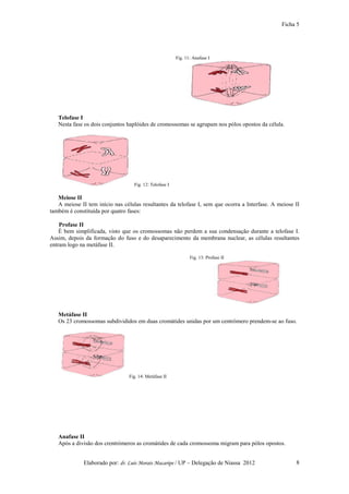 Ficha 5




                                                         Fig. 11: Anafase I




   Telofase I
   Nesta fase os dois conjuntos haplóides de cromossomas se agrupam nos pólos opostos da célula.




                                   Fig. 12: Telofase I

   Meiose II
   A meiose II tem início nas células resultantes da telofase I, sem que ocorra a Interfase. A meiose II
também é constituída por quatro fases:

    Profase II
    É bem simplificada, visto que os cromossomas não perdem a sua condensação durante a telofase I.
Assim, depois da formação do fuso e do desaparecimento da membrana nuclear, as células resultantes
entram logo na metáfase II.

                                                                Fig. 13: Profase II




   Metáfase II
   Os 23 cromossomas subdivididos em duas cromátides unidas por um centrómero prendem-se ao fuso.




                                 Fig. 14: Metáfase II




   Anafase II
   Após a divisão dos crentrómeros as cromátides de cada cromossoma migram para pólos opostos.


              Elaborado por: dr. Luís Morais Macaripe / UP – Delegação de Niassa 2012                 8
 