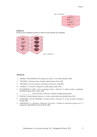 Ficha 5



                                                                  Fig. 14: Anafase II




Telofase II
Forma-se uma membrana nuclear ao redor de cada conjunto de cromátides.




                                           Fig. 15: Telofase II




Bibliografia

1.   AMABIS, J.M & MARTHO, G.R. Biologia das Celulas 1, 2ª ed. editora Moderna, 2004.
2.   AZEVEDO, C: Biologia Celular, 2ª edição, edições técnicas, Porto, 1994
3.   AZEVEDO et al. Tecnicas Basicas em Biologia em Molecular, UnB, 2003.
4.   CAMPOS, L. S.: Entender a Bioquimica, escolar editora, Lisboa, 1998
5.   DE ROBERTIS, E; HIB; J. Bases da Biologia Celular e Molecular. 4ª edição revisada e actualizada.
     Guanabara Koogan, Rio de Janeiro, 2006.
6.   ________________. Biologia Celular e Molecular, 8ª edição, Guanabara koogan, 2005.
7.   MATIOLI, S.R (ed). Biologia Molecular e Evolução, Holos Editora Lda, Ribeirão Preto, 2001.
8.   JUNQUEIRA, L.O.U.& CARNEIRO, J. Biologia Celular e Molecular. 8ª. ed. Rio de Janeiro, Guanabara
     Koogan, 2005.
9.   LEHNINGER, A.L. Bioquímica- Replicação Transcrição e Tradução da informação genética.vol 4. 7ª
     reimpressão. Edgard Blücher Ltda, São Paulo, 2000..




          Elaborado por: dr. Luís Morais Macaripe / UP – Delegação de Niassa 2012                      9
 