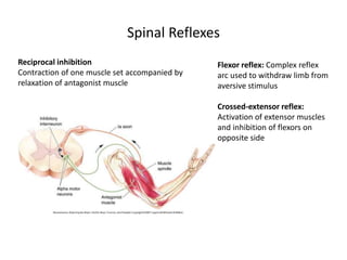 BCM II-Reflex Arc and the reflexes Feb2023.pptx
