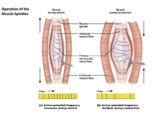 Muscle Operation BCM II-Reflex Arc and the reflexes Feb2023.pptx