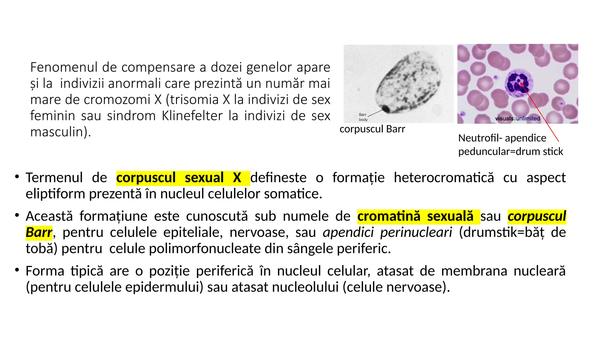 Biologie celulara moleculara-nucleul in interfaza.pptx