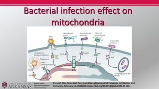 Bacterial infection effect on
mitochondria
Varnesh Tiku, Man-Wah Tan, Ivan Dikic. Mitochondrial Functions in Infection and...