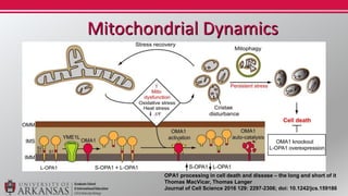 Conclusion
• Implicates mitochondrial dysfunction
– Potential:
• ↑ cell death (chondronecrosis)
• Alteration of cellular p...