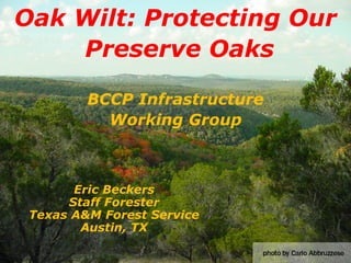 Oak Wilt: Protecting Our 
Preserve Oaks 
BCCP Infrastructure 
Working Group 
Eric Beckers 
Staff Forester 
Texas A&M Forest Service 
Austin, TX  