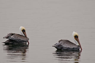 Bolsa Chica - Pelicans