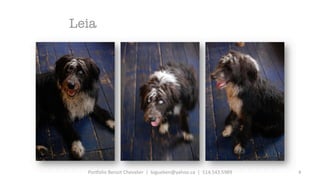 Benoit Chevalier Portfolio photo