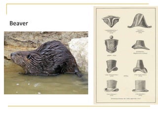 Beaver
 