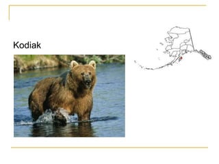 Kodiak
 