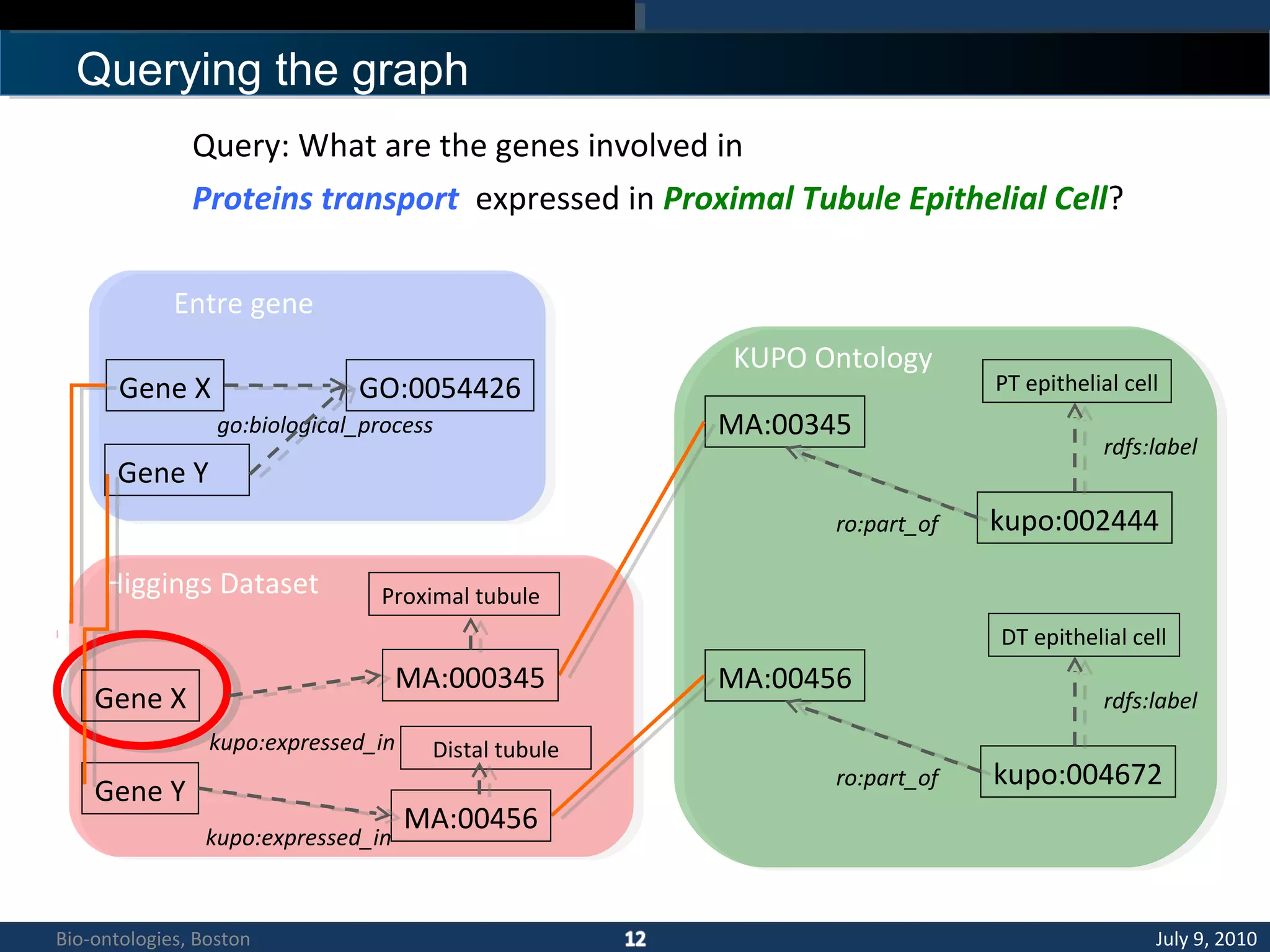 Querying the graph
KUPO Ontology
Entre gene
Gene X GO:0054426
go:biological_process
Gene Y
MA:00345
kupo:002444
PT epithelial cell
rdfs:label
ro:part_of
MA:00456
kupo:004672
DT epithelial cell
rdfs:label
ro:part_of
Higgings Dataset
MA:000345
kupo:expressed_in
Gene Y
MA:00456
kupo:expressed_in
Proximal tubule
Distal tubule
Gene X
Query: What are the genes involved in
Proteins transport expressed in Proximal Tubule Epithelial Cell?
July 9, 2010Bio-ontologies, Boston
 