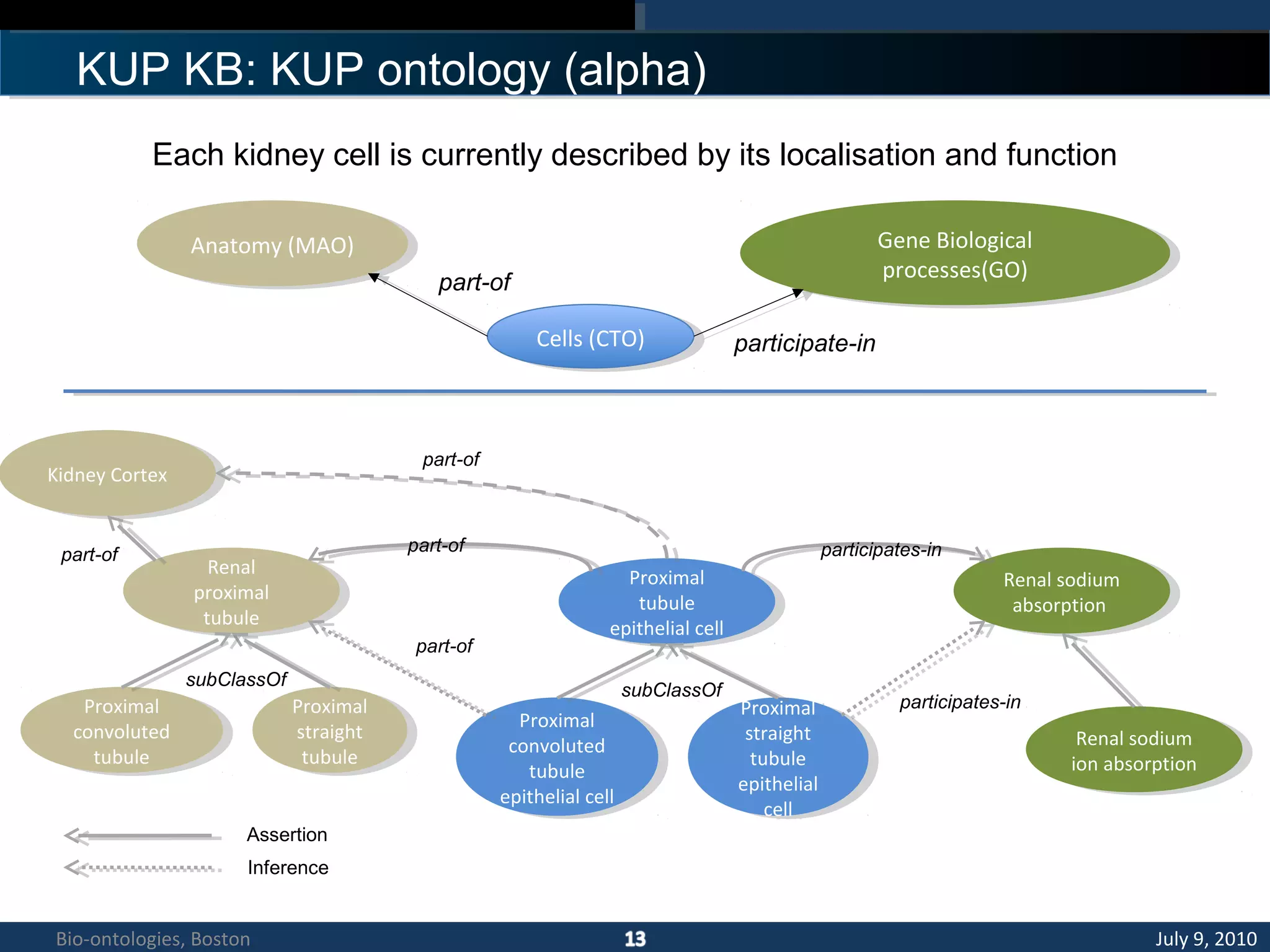 KUP KB: KUP ontology (alpha)
Anatomy (MAO)Anatomy (MAO) Gene Biological
processes(GO)
Gene Biological
processes(GO)
Cells (CTO)Cells (CTO)
part-of
participate-in
Renal
proximal
tubule
Renal
proximal
tubule
Proximal
straight
tubule
Proximal
straight
tubule
Proximal
convoluted
tubule
Proximal
convoluted
tubule
Assertion
Inference
subClassOf
Proximal
tubule
epithelial cell
Proximal
tubule
epithelial cell
Proximal
straight
tubule
epithelial
cell
Proximal
straight
tubule
epithelial
cell
Proximal
convoluted
tubule
epithelial cell
Proximal
convoluted
tubule
epithelial cell
subClassOf
part-of
Renal sodium
absorption
Renal sodium
absorption
Renal sodium
ion absorption
Renal sodium
ion absorption
participates-in
part-of
participates-in
Kidney CortexKidney Cortex
part-of
part-of
Each kidney cell is currently described by its localisation and function
July 9, 2010Bio-ontologies, Boston
 