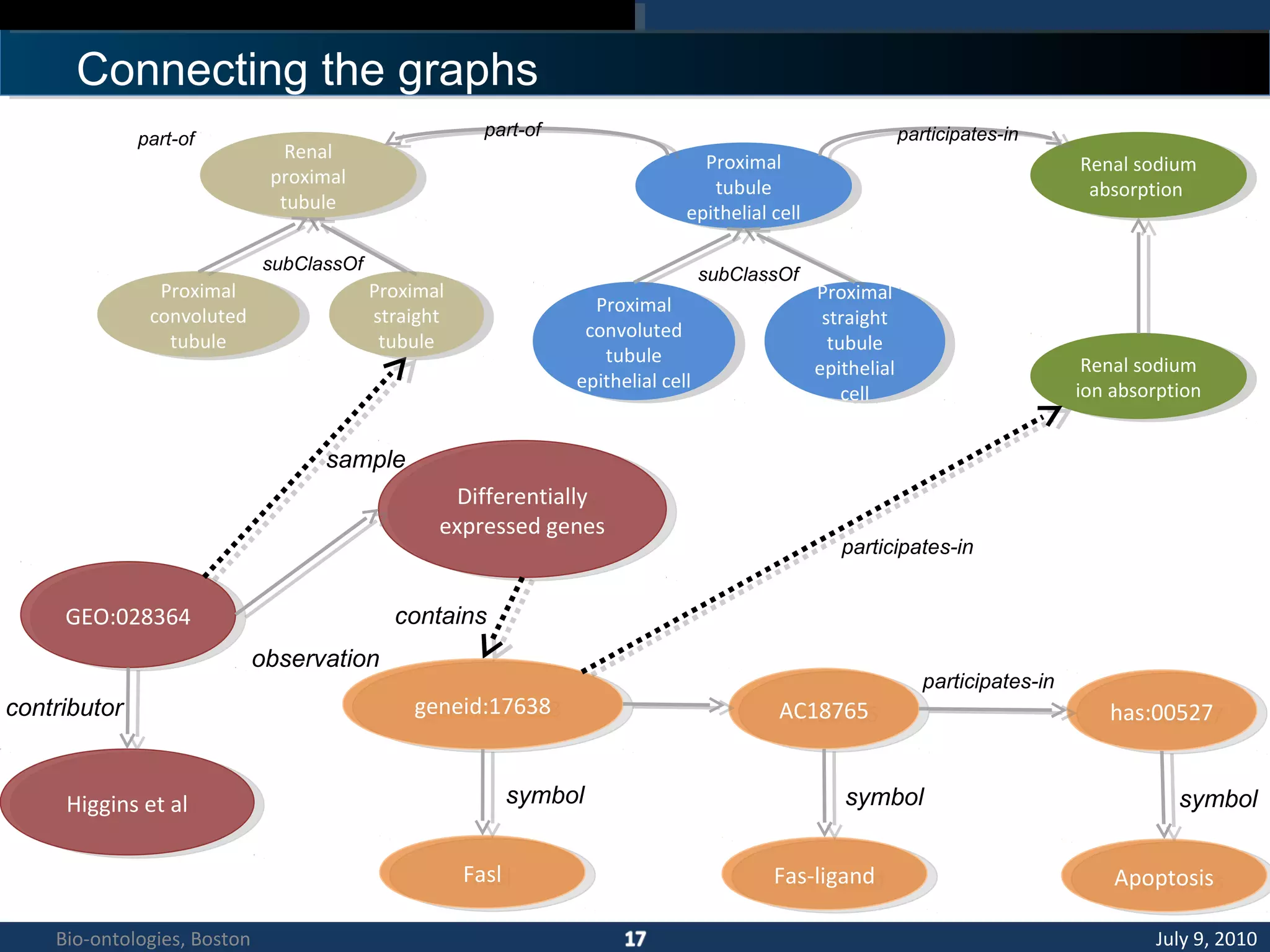 Connecting the graphs
GEO:028364GEO:028364
sample
Differentially
expressed genes
Differentially
expressed genes
observation
contains
Higgins et alHiggins et al
contributor geneid:17638geneid:17638
FaslFasl
symbol
AC18765AC18765 has:00527has:00527
participates-in
Fas-ligandFas-ligand
symbol
ApoptosisApoptosis
symbol
Renal
proximal
tubule
Renal
proximal
tubule
Proximal
straight
tubule
Proximal
straight
tubule
Proximal
convoluted
tubule
Proximal
convoluted
tubule
subClassOf
Proximal
tubule
epithelial cell
Proximal
tubule
epithelial cell
Proximal
straight
tubule
epithelial
cell
Proximal
straight
tubule
epithelial
cell
Proximal
convoluted
tubule
epithelial cell
Proximal
convoluted
tubule
epithelial cell
subClassOf
part-of
Renal sodium
absorption
Renal sodium
absorption
Renal sodium
ion absorption
Renal sodium
ion absorption
participates-inpart-of
participates-in
July 9, 2010Bio-ontologies, Boston
 
