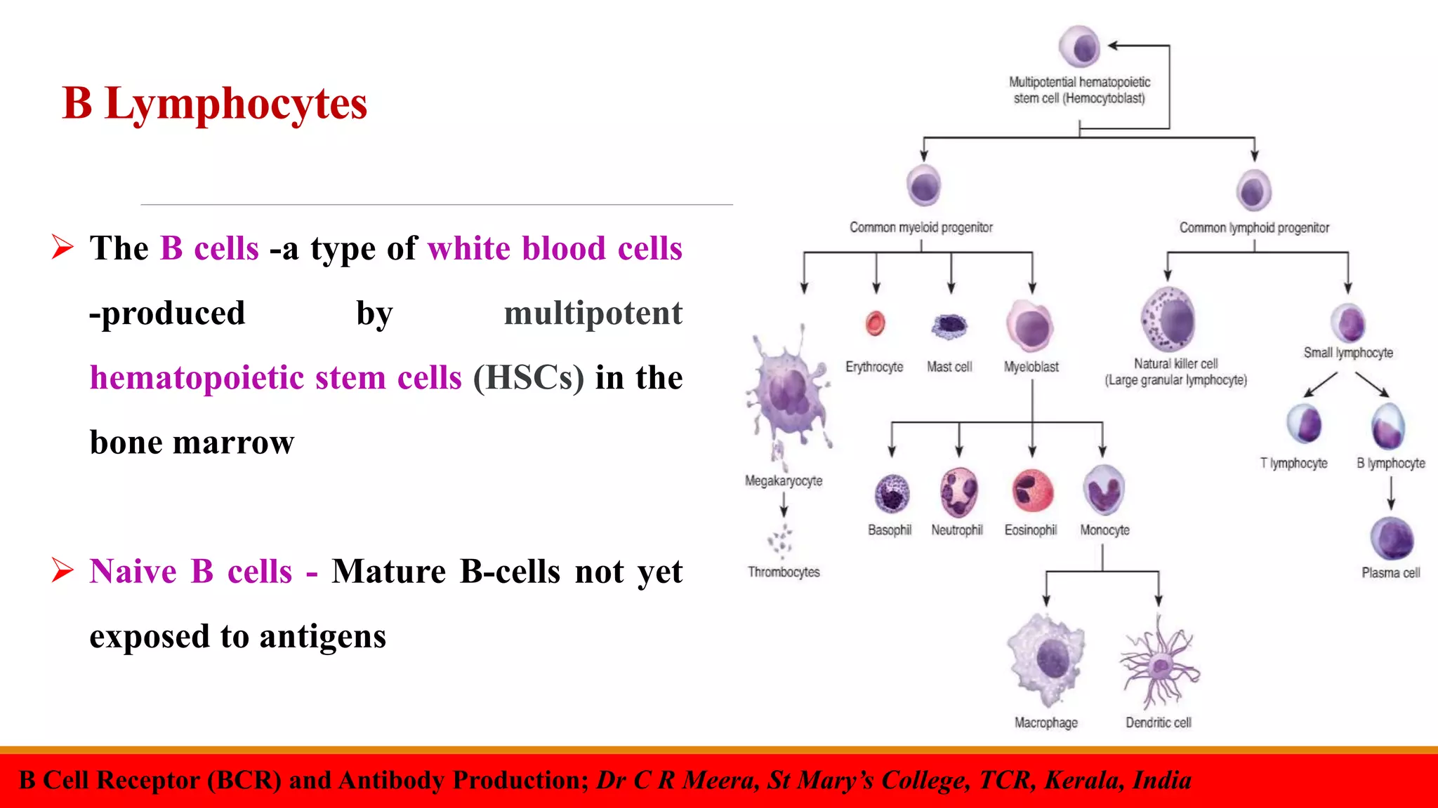 B Cell Receptor & Antibody Production-Dr C R Meera | PPTX