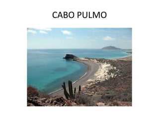 CABO PULMO