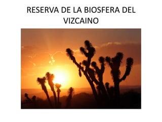 RESERVA DE LA BIOSFERA DEL VIZCAINO