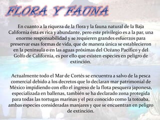 En cuanto a la riqueza de la flora y la fauna natural de la Baja
California ésta es rica y abundante, pero este privilegio es a la par, una
    enorme responsabilidad y se requieren grandes esfuerzos para
 preservar esas formas de vida, que de manera única se establecieron
  en la península o en las aguas próximas del Océano Pacífico y del
  Golfo de California, es por ello que existen especies en peligro de
                               extinción.

 Actualmente todo el Mar de Cortés se encuentra a salvo de la pesca
 comercial debido a los decretos que lo declaran mar patrimonial de
 México impidiendo con ello el ingreso de la flota pesquera japonesa,
  especializada en ballenas, también se ha declarado zona protegida
  para todas las tortugas marinas y el pez conocido como la totoaba,
ambas especies consideradas manjares y que se encuentran en peligro
                             de extinción.
 
