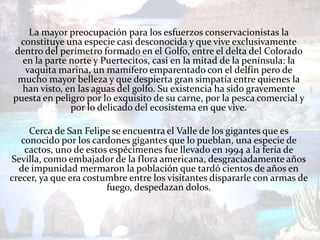 La mayor preocupación para los esfuerzos conservacionistas la
 constituye una especie casi desconocida y que vive exclusivamente
dentro del perímetro formado en el Golfo, entre el delta del Colorado
  en la parte norte y Puertecitos, casi en la mitad de la península: la
   vaquita marina, un mamífero emparentado con el delfín pero de
 mucho mayor belleza y que despierta gran simpatía entre quienes la
  han visto, en las aguas del golfo. Su existencia ha sido gravemente
puesta en peligro por lo exquisito de su carne, por la pesca comercial y
              por lo delicado del ecosistema en que vive.

     Cerca de San Felipe se encuentra el Valle de los gigantes que es
   conocido por los cardones gigantes que lo pueblan, una especie de
    cactos, uno de estos espécimenes fue llevado en 1994 a la feria de
Sevilla, como embajador de la flora americana, desgraciadamente años
  de impunidad mermaron la población que tardó cientos de años en
crecer, ya que era costumbre entre los visitantes dispararle con armas de
                        fuego, despedazan dolos.
 