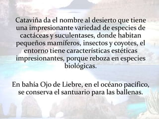 Cataviña da el nombre al desierto que tiene
 una impresionante variedad de especies de
  cactáceas y suculentases, donde habitan
 pequeños mamíferos, insectos y coyotes, el
   entorno tiene características estéticas
 impresionantes, porque reboza en especies
                 biológicas.

En bahía Ojo de Liebre, en el océano pacífico,
  se conserva el santuario para las ballenas.
 