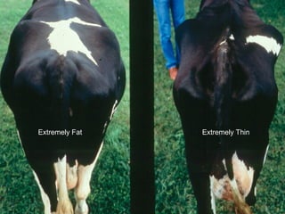 Extremely Fat   Extremely Thin
 