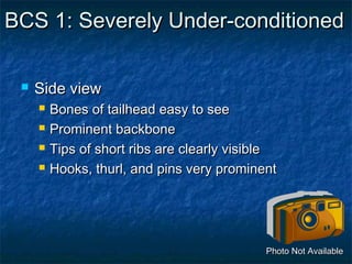 BCS 1: Severely Under-conditioned

    Side view
        Bones of tailhead easy to see
        Prominent backbone
        Tips of short ribs are clearly visible
        Hooks, thurl, and pins very prominent




                                             Photo Not Available
 